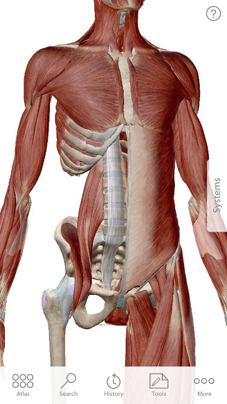Клиническая картина синдром повздошно-поясничной мышцы рентген